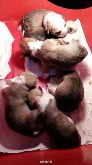 最新台湾狗崽爆料事件